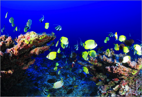 Koh Tao dykning og koralrev